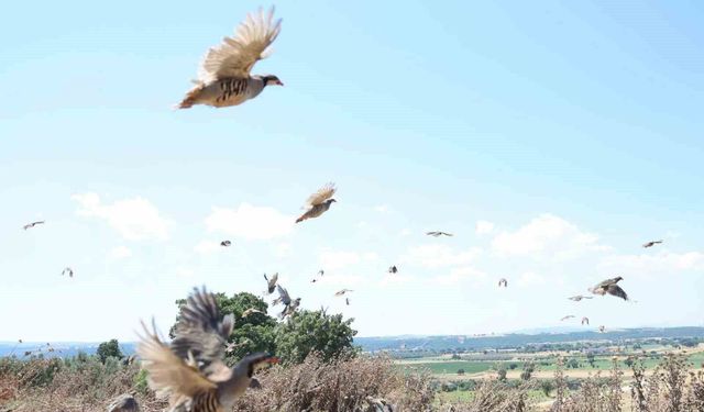 Çanakkale'de 1000 kınalı keklik doğaya salındı