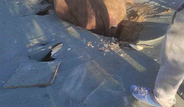 Çöken çatıda mahsur kalan ineği itfaiye kurtardı