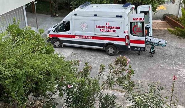 Dut toplarken ağaçtan düşüp yaralandı
