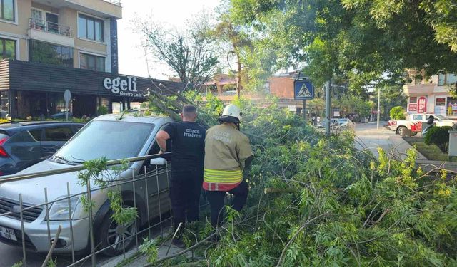 Düzce'de üzerine ağaç devrilen araca 'hatalı park' cezası