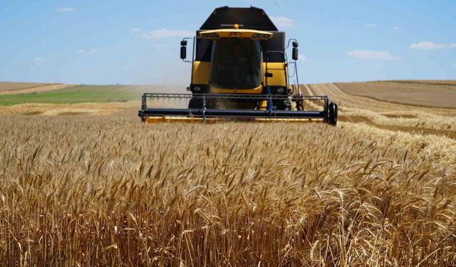 Edirne'de buğday hasadı çiftçinin yüzünü güldürüyor