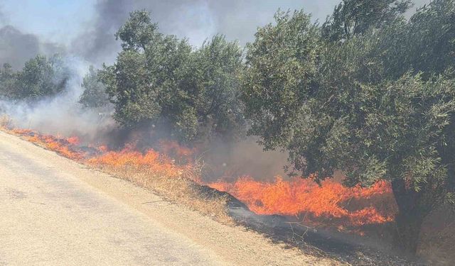 Edremit'te eski çöp depolama alanında çıkan yangın zeytinliklere sıçradı