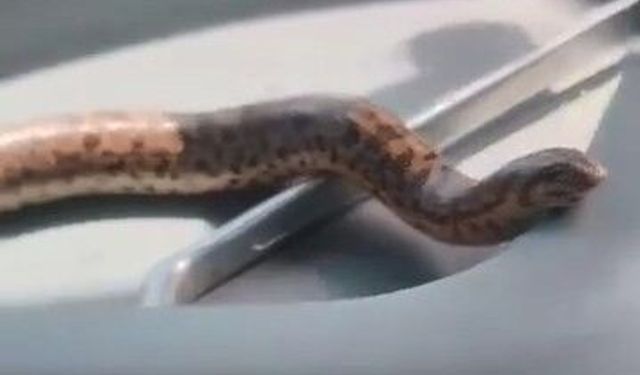 Elazığ'da bir vatandaş, yakaladığı yılanı traktörle gezdirdi