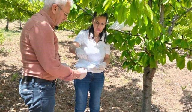 Elazığ'da meyve bahçelerinde takip çalışması