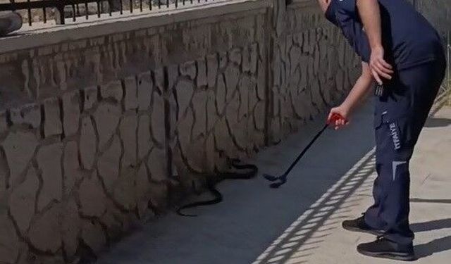 Hastane yanında görülen yılan paniğe neden oldu