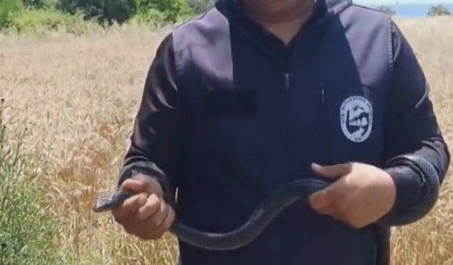 Hatay'da yaşlı kadının evine giren yılanı yakalayan Yılancı Kemal 'Sevgili karayılan insanlardan uzak dur' sözleriyle doğaya saldı