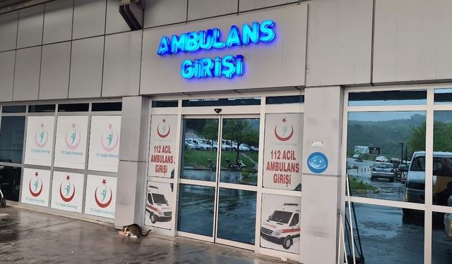 Ihlamur ağacından düşen kadın yaralandı