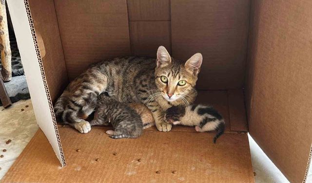 İşyerinde doğan kedi yavrularına esnaf sahip çıktı