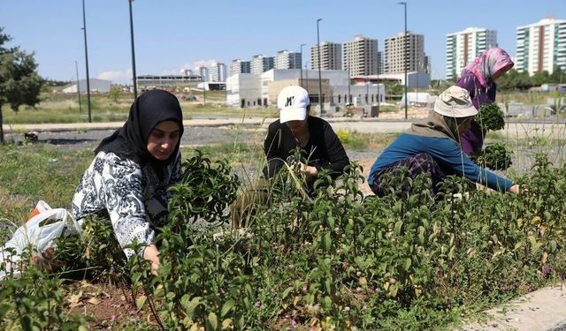 Kadın emeğiyle yetişen tıbbi ve aromatik bitkilerin ilk hasadı yapıldı
