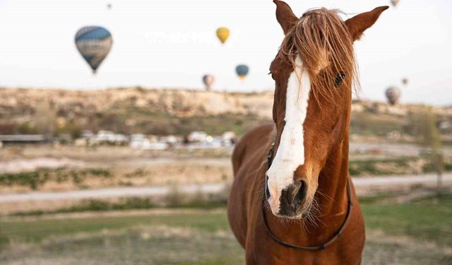 Kapadokya'da 'güzel atlar' görücüye çıkacak