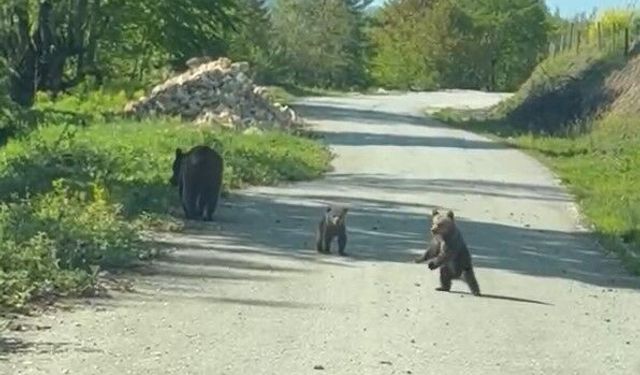 Kardeşlerin anne ayı ve yavruları ile sohbeti gülümsetti