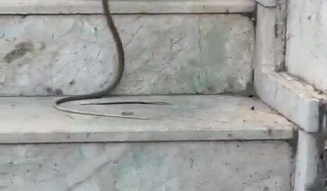 Kedinin yılanla oynadığı anlar cep telefonu kamerasında