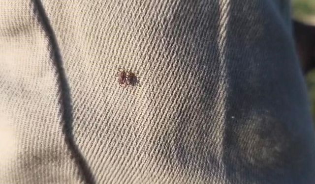 Keneye karşı uyarırken bile üzerinde kene gezdi