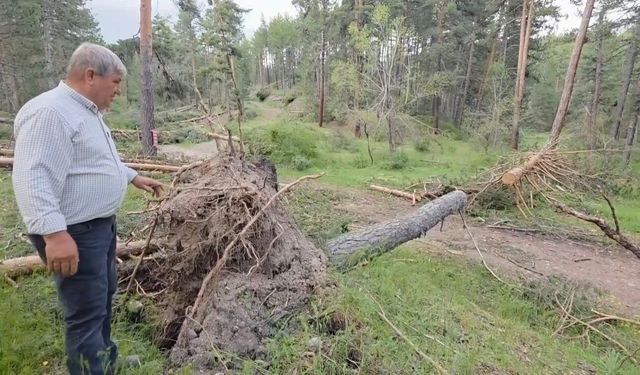 Kütahya Türkmen Dağı'nda doğa felaketi: Yüzlerce çam ağacı devrildi