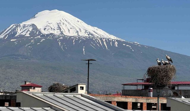 Leylekler Ağrı Dağı ile eşsiz görüntüler oluşturdu