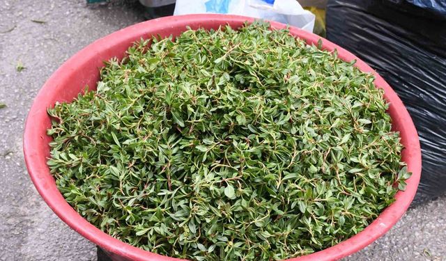 Madımak toplaması zahmetli yemesi lezzetli