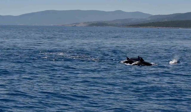 Muğla Valisi Akbıyık'ı denizde yunuslar karşıladı