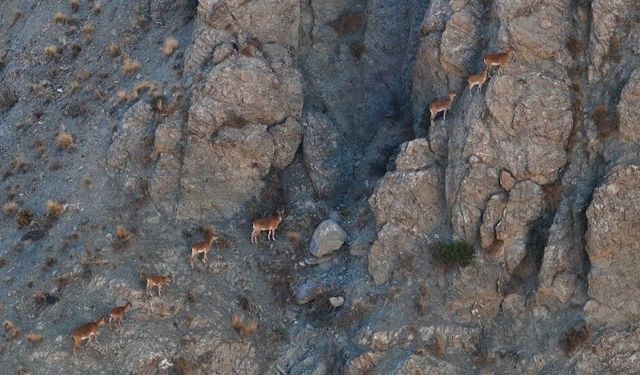Munzur'un sarp kayalıklarında yaban keçileri görüntülendi