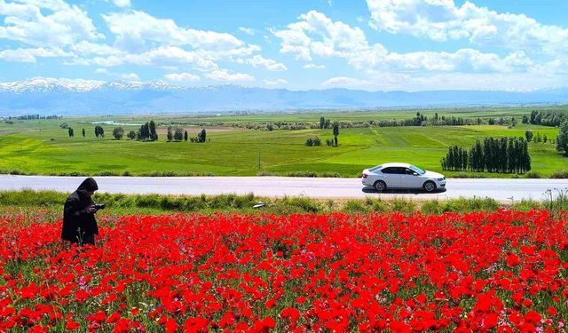 Muş'taki doğal gelincik tarlası vatandaşların ilgi odağı oldu