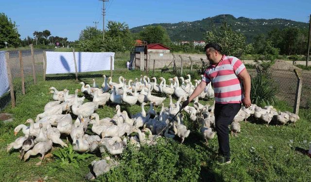 Ordu'da kaz bereketi: 20 ile başladı, 220'ye çıktı
