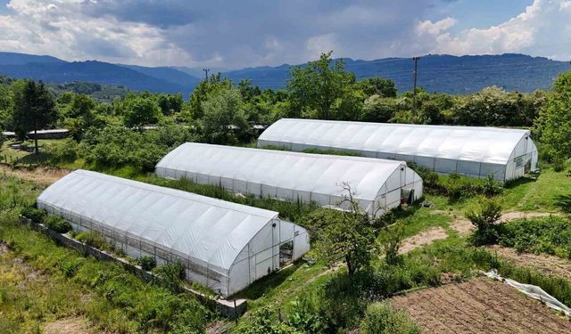 Ordu'da örtü altı üretim 68 bin metrekareye ulaştı