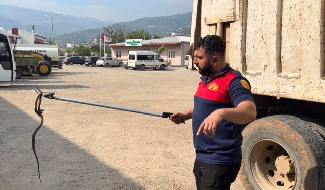 Osmaniye'de kaçak yolcu yılan, üçüncü araçta yakalandı