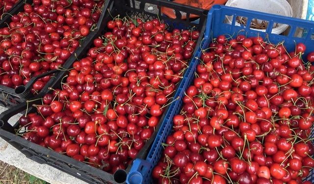 Osmaniye'de kiraz hasadı başladı