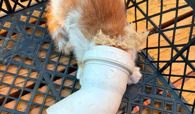 PVC borusuna sıkışan yavru kedi kurtarıldı