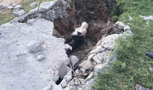 Şanlıurfa'da foseptik çukuruna düşen inek kurtarıldı