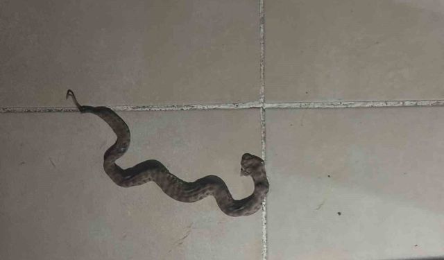 Siirt'te apartmanda görülen yılan paniğe neden oldu