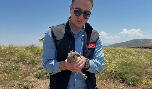 Sincik'te 200 keklik doğaya salındı