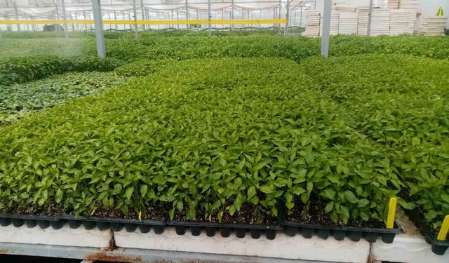 Sivas'ta Maraş biberi üretimi için ilk adım atıldı
