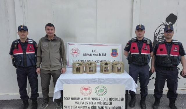 Sivas'ta usulsüz ele geçirilen 4 keklik doğaya salındı