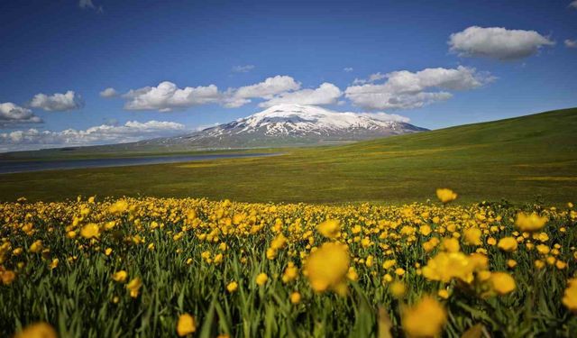 Sütey Yaylası sarı düğün çiçekleriyle renklendi