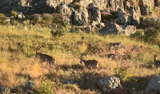 Tarihi Harput'ta dağ keçileri görüldü