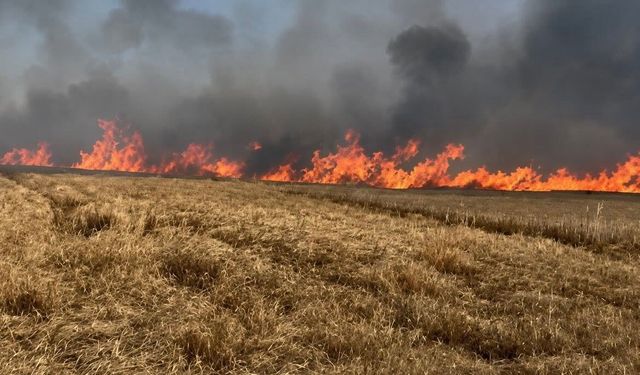 Tekirdağ'da 400 dönüm buğday ekili alan yandı