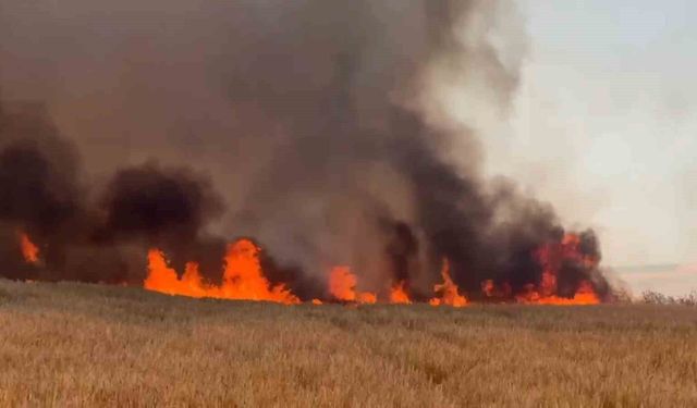 Tekirdağ'da buğday tarlalarına sıçrayan yangında 300 dönüm alan kül oldu