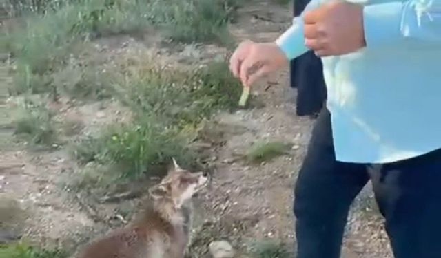 Tilkiyle dostluk kameraya yansıdı