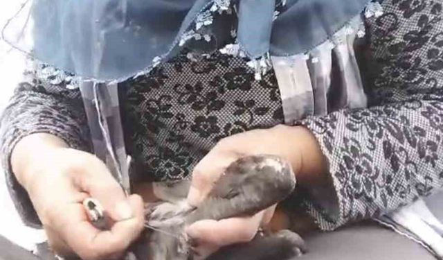 Trabzon'da karabatak kurtarma operasyonu gülümsetti