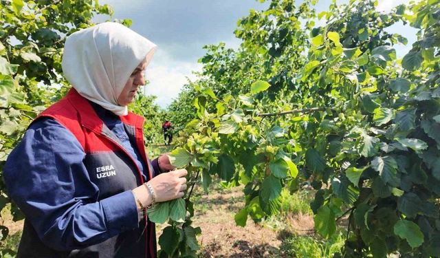 Yeni sezon öncesi fındık bahçelerinde saha incelemeleri sürüyor