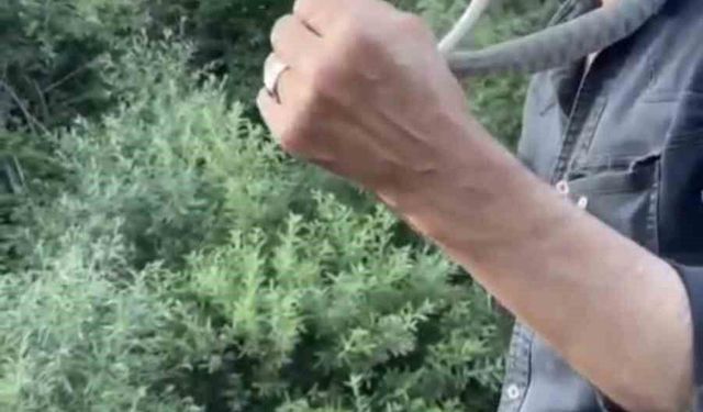 Zehirli engerek yılanını yakalayıp boynuna doladı: 'Benim yaptığımı yapmayın'