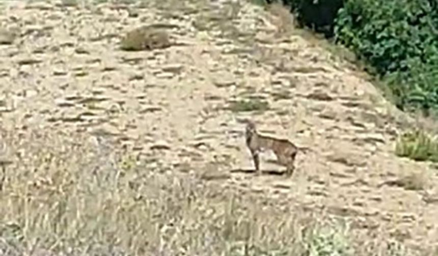 Nesli tükenme tehdidi altında olan 'Vaşak' görüntülendi