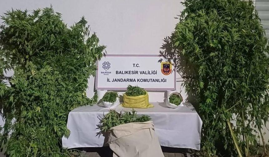 Kamu arazisine kenevir bitkisi ektiler