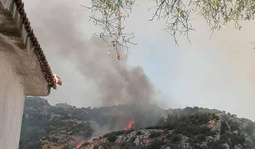 Muğla’da orman yangını!