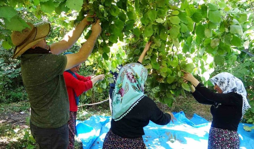 'Olmaz, yetişmez' dedikleri fındığın hasadına başladı!