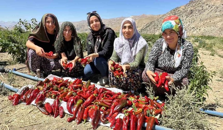 Üretici kadınlar biber hasadı yapıyor