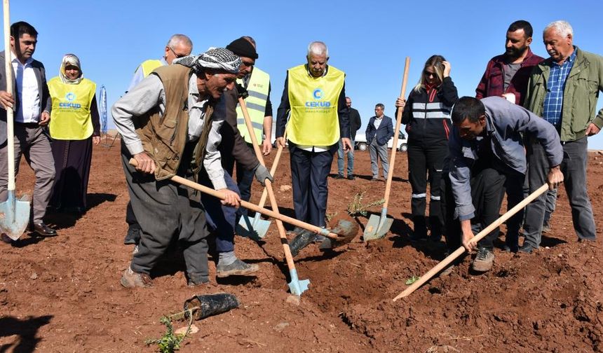 12 bin meyve fidanı toprakla buluştu