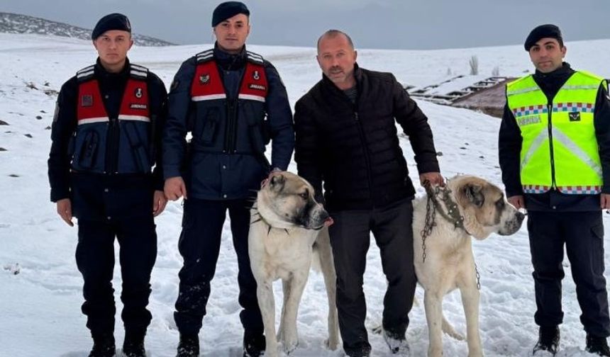 Jandarma ekipleri, çalınan çoban köpeklerini buldu