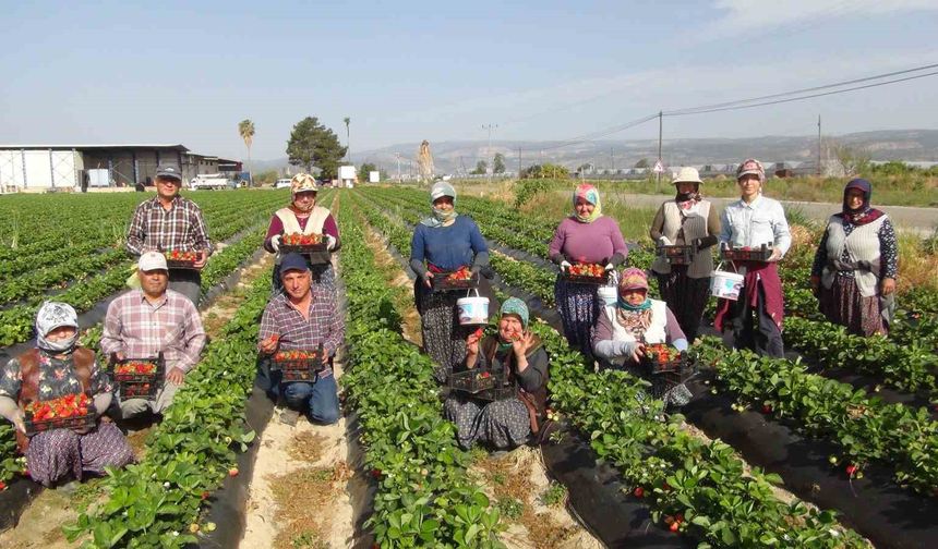 Silifke'de çilek hasadı başladı