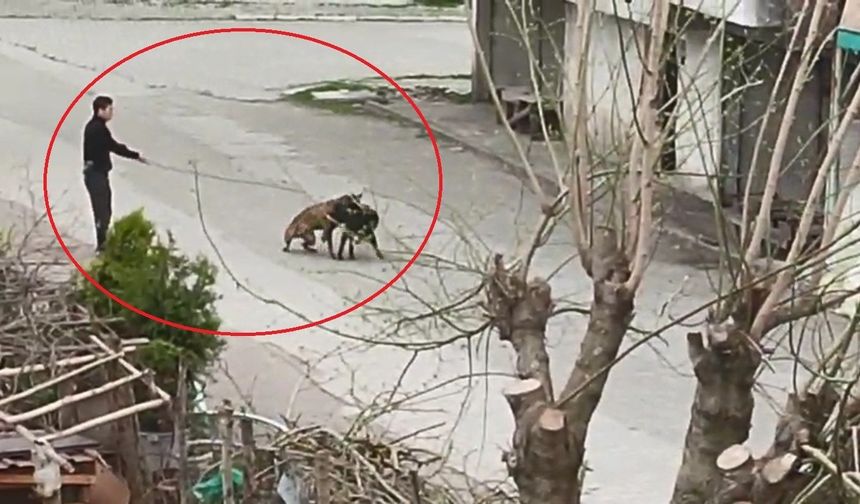 Köpeğini sokak köpeklerinin üstüne saldı